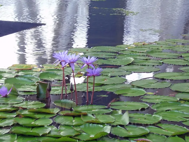 Revamped Water Features Lack Flair - Enhance Yours With These 5 Attractive Aquatic Plants to Boost...