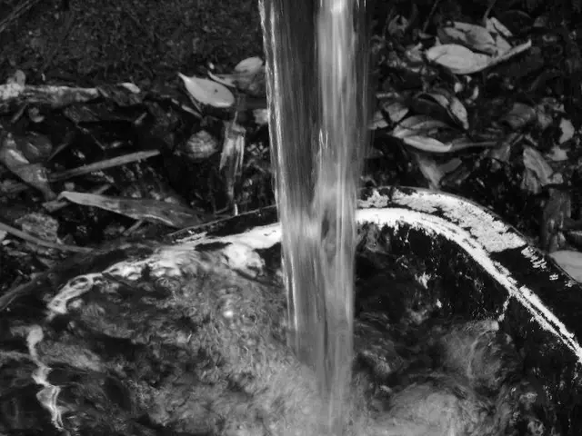 Causing concern: Why are your Prayer Plant's leaves curling? Learn about the avoidable blunders to...