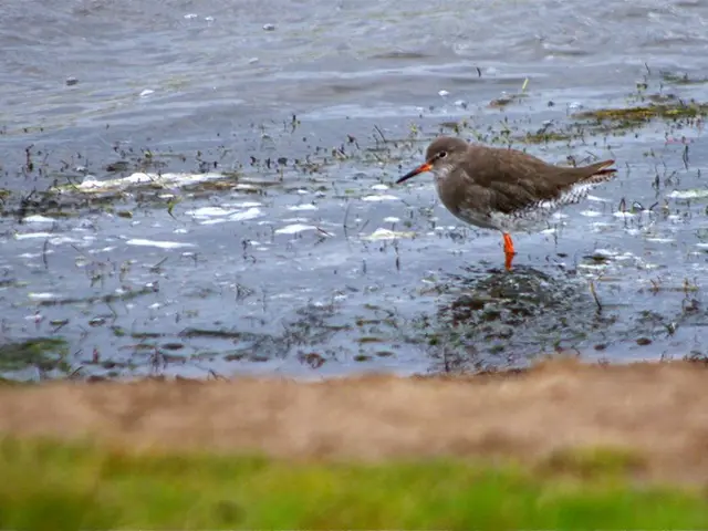 Frequent Watering of Mums for Vibrant and Enduring Blossoms