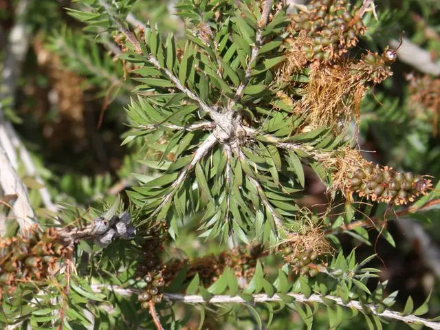 Top Notch Subtropical Fruit-Bearing Trees: Discover 8 Exotic Fruits for Your Backyard Harvest