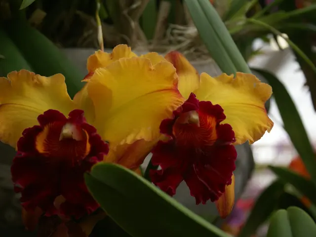 Extend your blooming season beyond summer: Discover fall-flowering bulbs for a garden with...