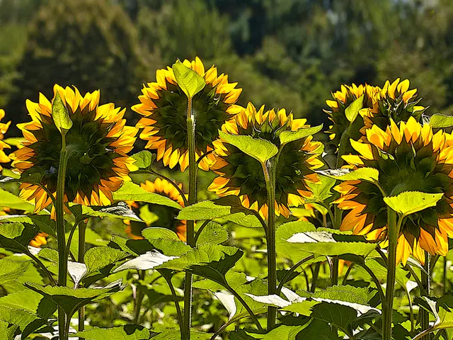 Instant Light and Beauty for Shady Yards: Expert Suggestions for Versatile Shrubs