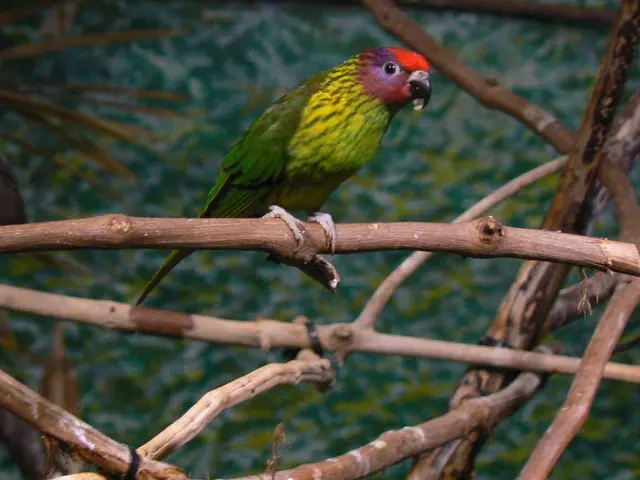 Odd Phenomena Emerges Among Amazon's Parrot Population