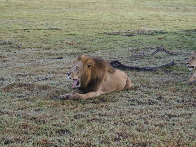 Program tonight: our top picks for Monday, July 28, including Animal Kingdom