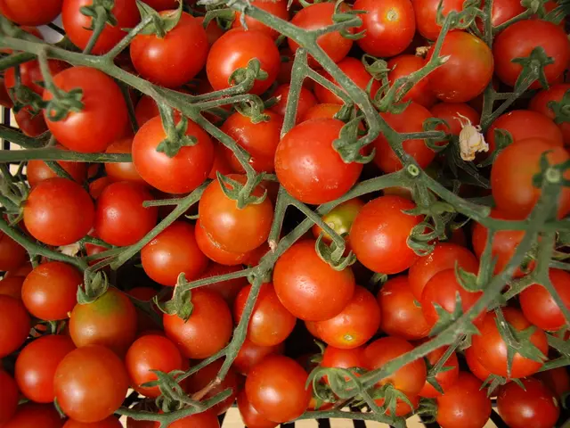 Daily Consumption of Superfood Tomatoes: Uncovering the Daily Impact on Your Body