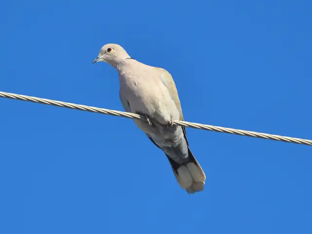 August 25th Tech Update: Vodafone Shifts TV Frequencies in Böblingen and Adjacent Regions (Cable...