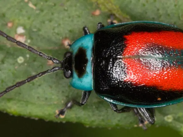 Japanese Beetles Attract Six Specific Plants - Find Out Which Ones and Discover Beautiful...