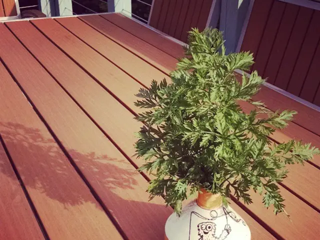 Indoor Caladium Growth Masterclass: Comprehensive Care Instructions for Caladium Cultivation Inside...