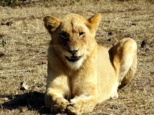 Worker assaulted by pet lion on Libyan farm leads to farm owner in legal trouble following alleged...