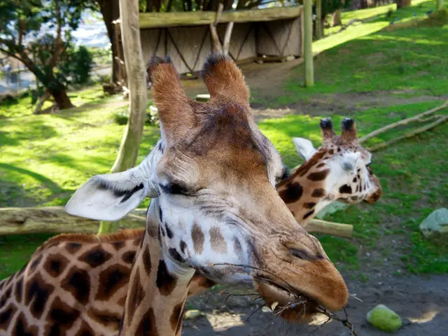 Recognition of Four Distinct Giraffe Species Marks a Significant Advancement in Classification