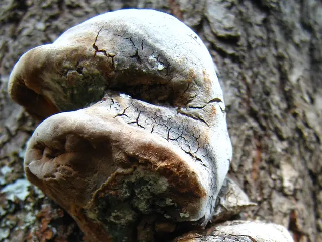 Fatal Fungal Infections Threaten as a Hidden Epidemic, Scientific Community Alerts