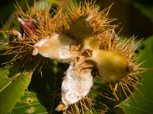 Wild Bush Plum, or Conkerberry, showcases promise for Indian agriculture as a resilient and...