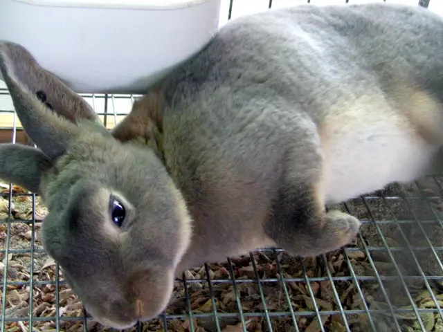 Investigation Underway for Animal Abuse: Maimed Rabbits in Monheim am Rhein