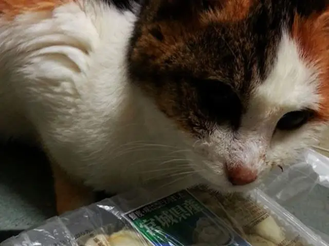 Pet Owner from Oregon Files Lawsuit Against Pet Food Manufacturer, Accusing Them of Causing Death...