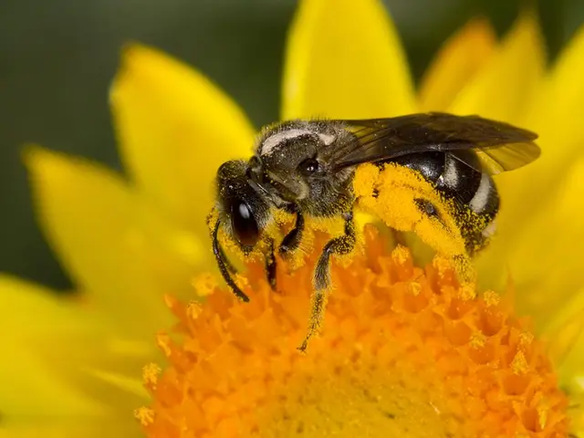 Differentiating Yellow Jackets from Wasps: Identification Guidelines