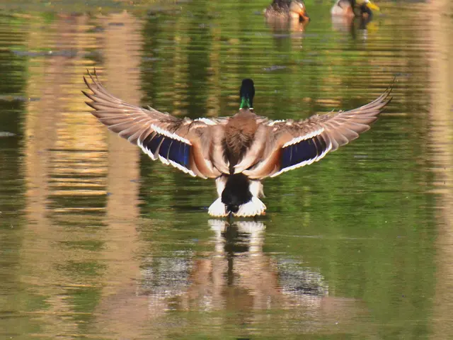 Differences in Labels for Identical Flying Creatures: Vulture or Buzzard?