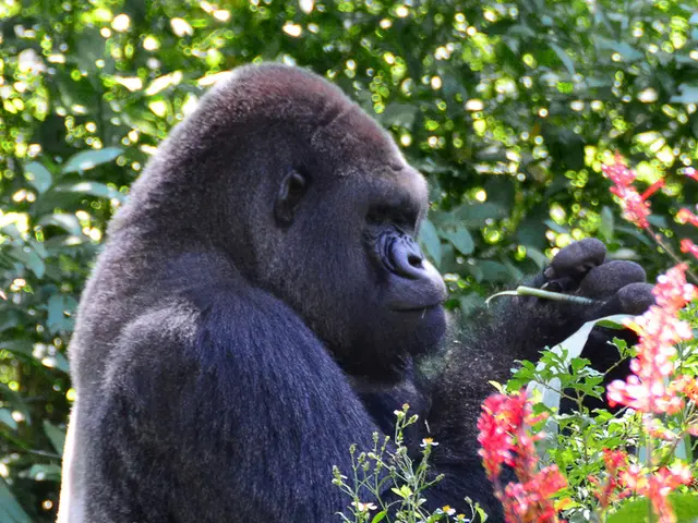 Gorilla Diet and Muscular Build: Exploring Their Herbivorous Lifestyle