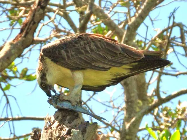 Differentiating Between Buzzards and Vultures: Slight Variations in a Common Species?
