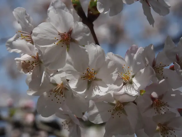 Blossoming Life of the Cherry Tree: A Brief Display of Symbolism