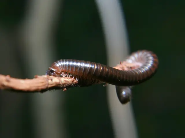 Warning issued for onion meal due to potential risk of matrimonial hazards
