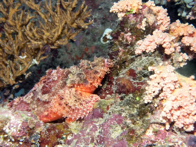 Red seaweed farming method refined for large-scale production
