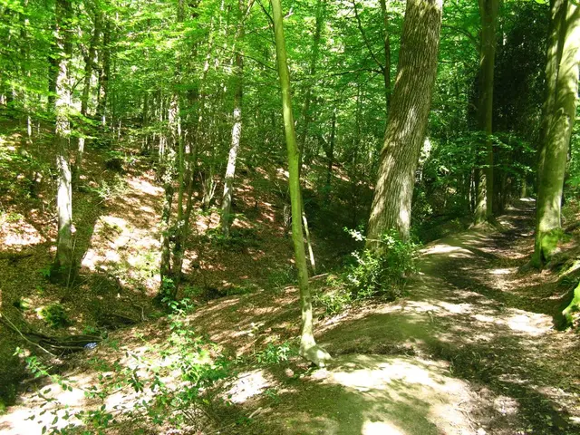 Rare Trees Captured in National Geographic's Image Database Highlight Ones-of-a-Kind Moments