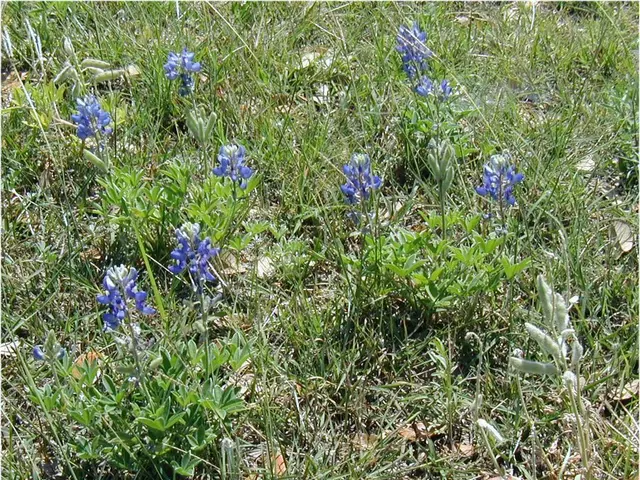 "Gardener, not a self-proclaimed spiritual guide":