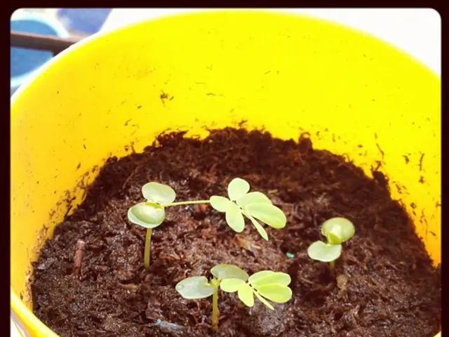 Revolutions in Nutrition: Shining Light on the Potential of Bioluminescent Plants for Food...