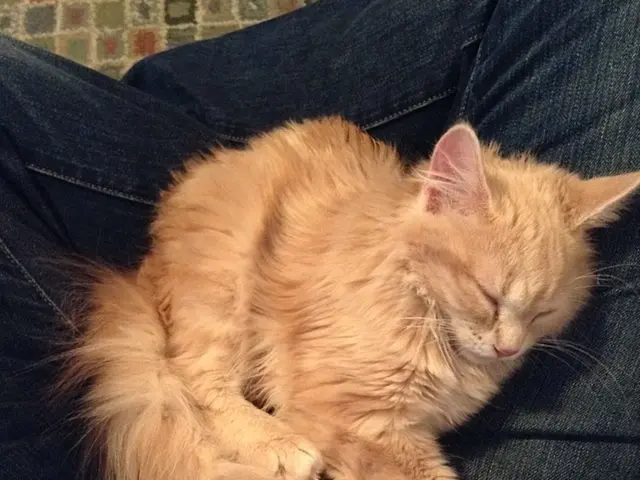 Understanding Catatonia: A Comprehensive Overview