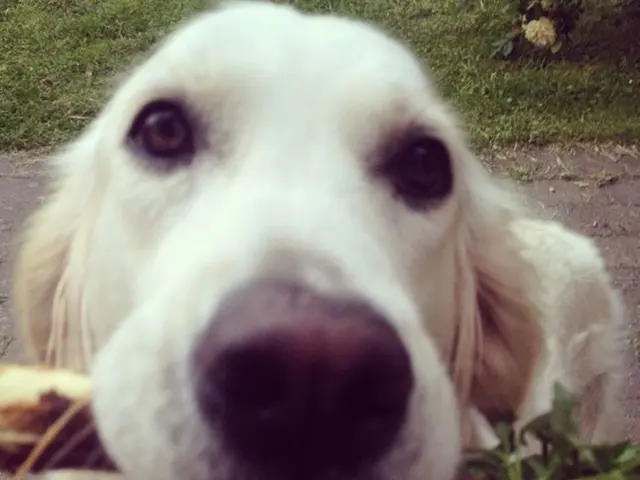 Realistic prospects for affordable $10 courses?