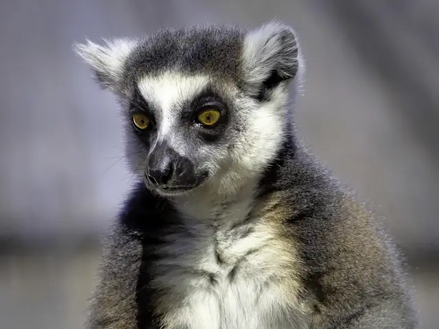 Monitoring slaughterhouses through video surveillance under the supervision of a new animal welfare...