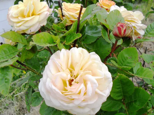 Landscaping Essential: Ornamental Grasses Can't Be Missed
