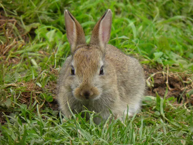 Is Cat Fur Effective in Repelling Rabbits, Making Your Garden Healthier, Courtesy of Your Feline...