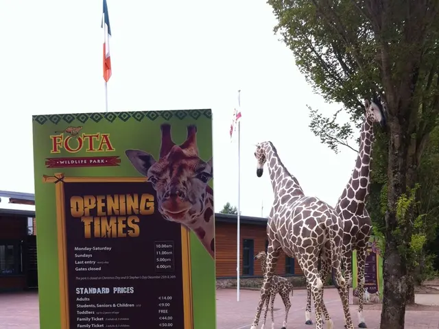 The upcoming name for the newborn giraffe from the zoo.