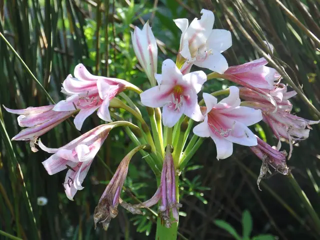 Autumn's preferred home scent: Let's put an end to the dispute