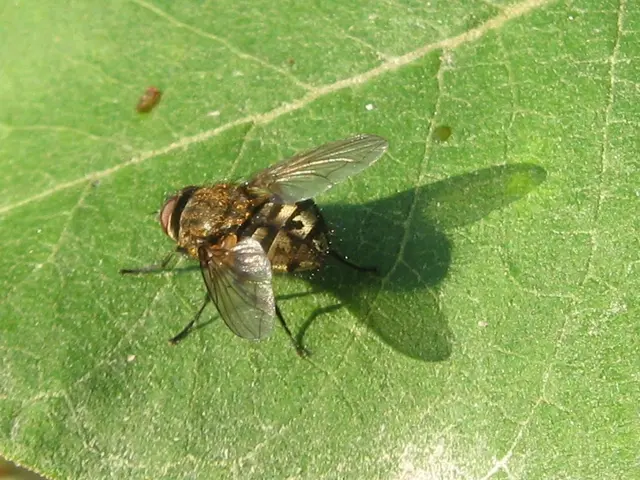 Installing WildFly Java Application Server on Rocky Linux 9: A Guide