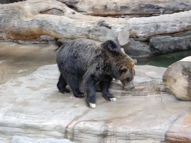 In the remote Vigezzo valley, a wild boar's den was traversed by a bear's route