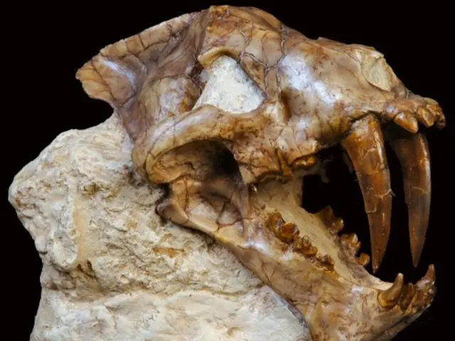 Was it Possible that Protoceratops Fossils in Central Asia Sparked the Origins of Griffin Legends?