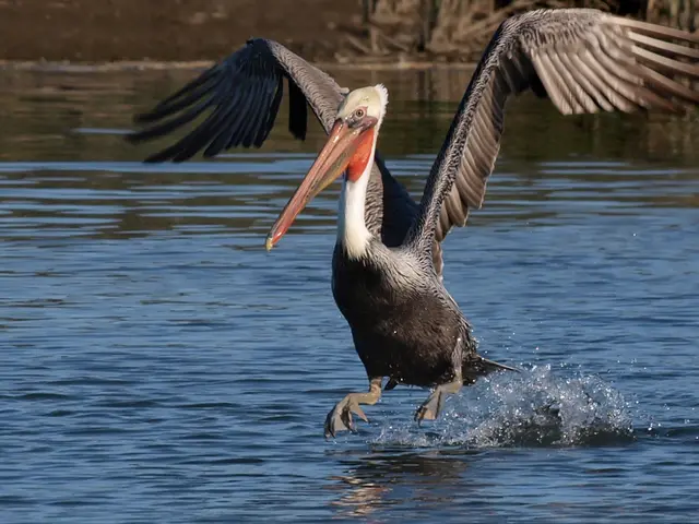 Engineering Perplexities with Plumage: A Marvel Yet a Puzzle