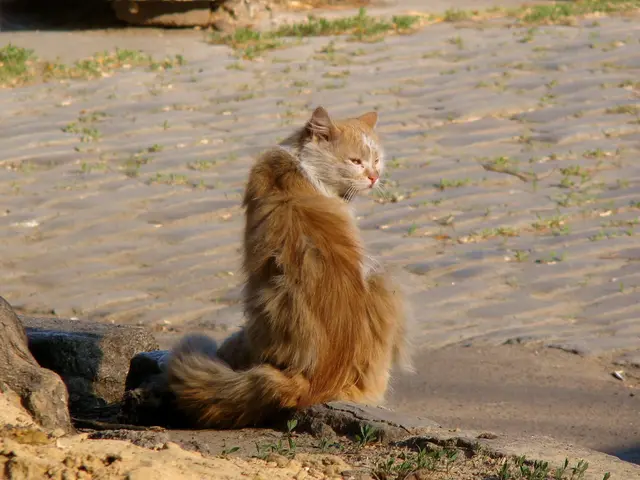 Cultivating Catnip: Essential Guidelines for Soil Preparation and Maintenance