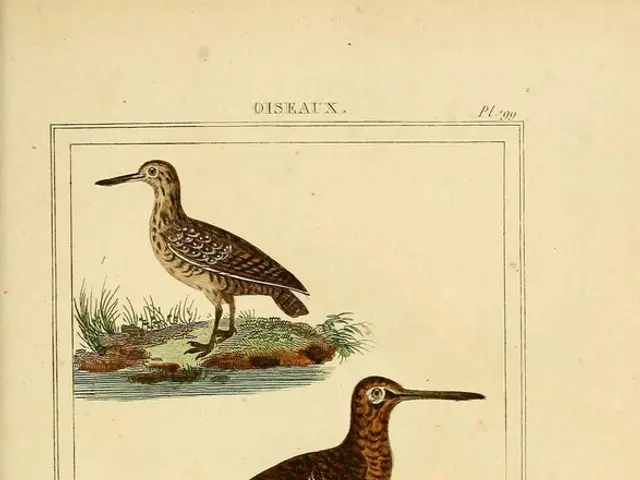 Top-Tier Hummingbird Feeders to Lure Hummingbirds to Your Garden