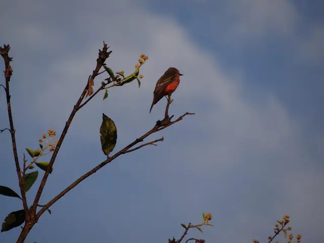 Forecast for Puerto Madryn on August 31, 2025: what does the meteorological prediction say?
