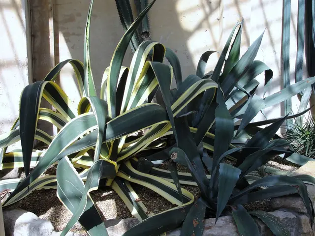 The Question Explores the Nutritional Value of Pineapple for the Aged Population.