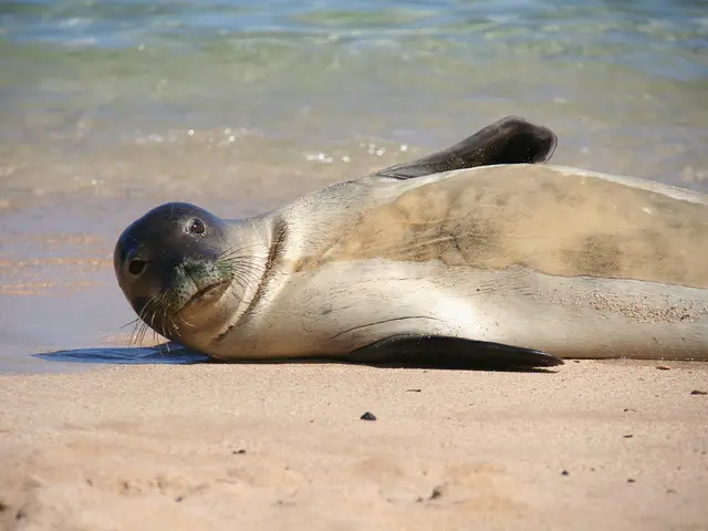 Enjoying a swim during Labor Day weekend? Beachgoers may encounter fecal pollution at coastline...