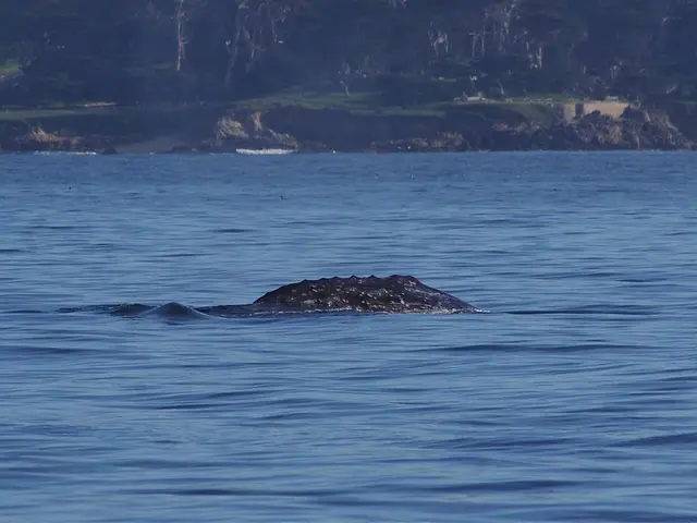 States are adopting the model of 'Alligator Alcatraz' amid allegations of cruel treatment towards...