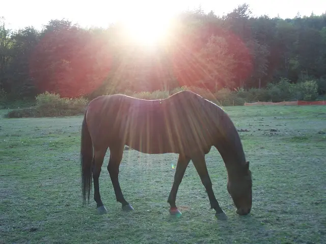 Nature's Unexpected Partnership: Exploring the Curious Connection Between Birds and Horses