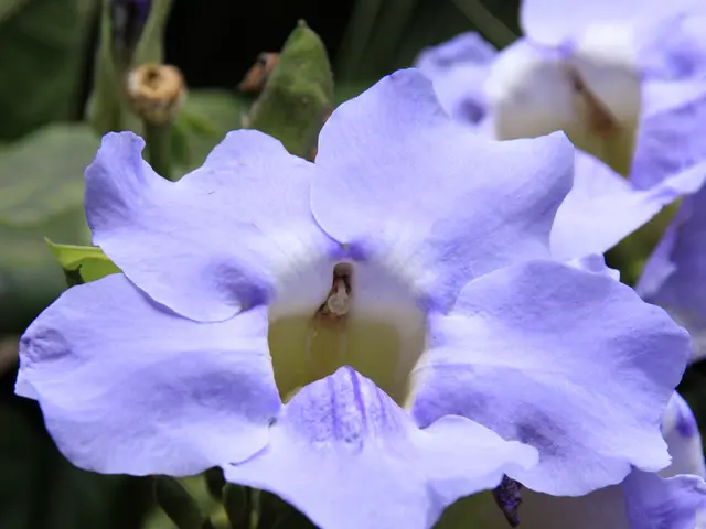 Blossoming Petal or Grinning Bloom: Same Title, Different Words