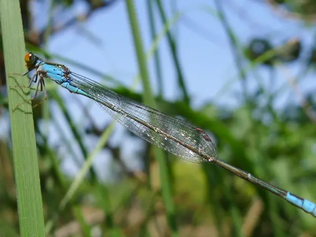 Insect Pests Threatening Lawns: Chinch Bugs in Turfgrass