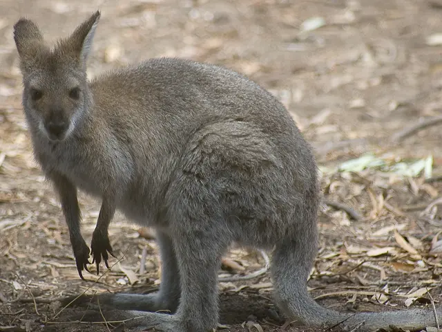 Image sale funding wildlife preservation efforts