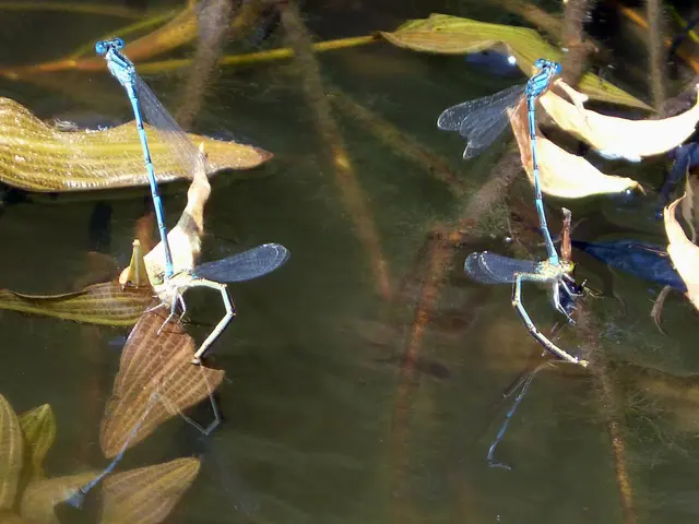 Land-Based Insect Populations Suffer, Aquatic Insect Species Thrive, Research Reveals